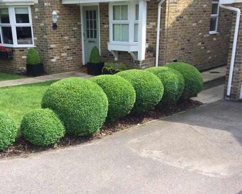 Garden Hedge Trimming in Westerham